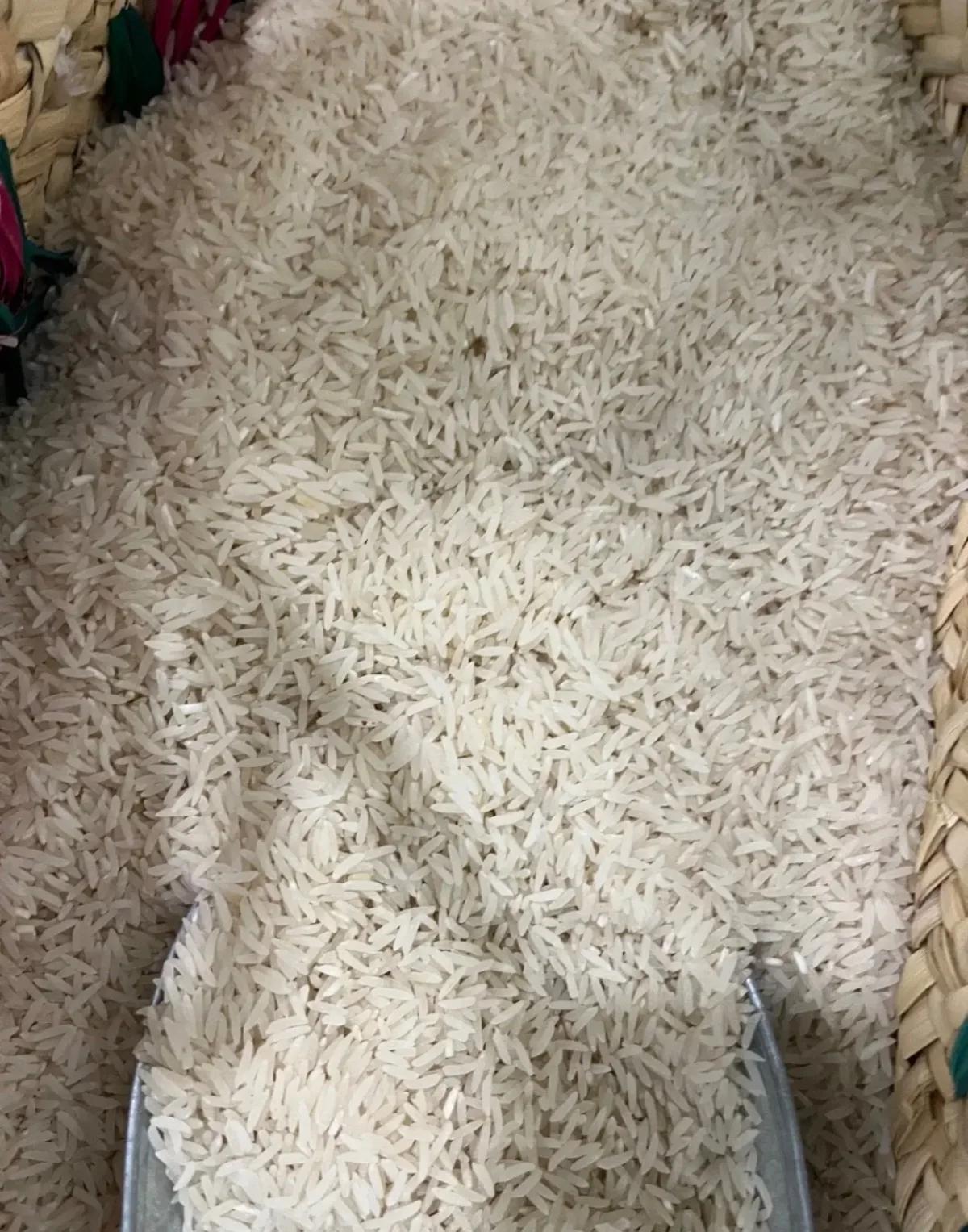 برنج فجر سوزنی گرگان