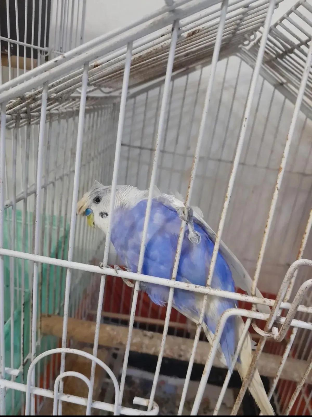 مرغ عشق پروانه ای 